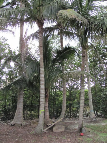 cocos-nucifera-maypan-coconut-palm