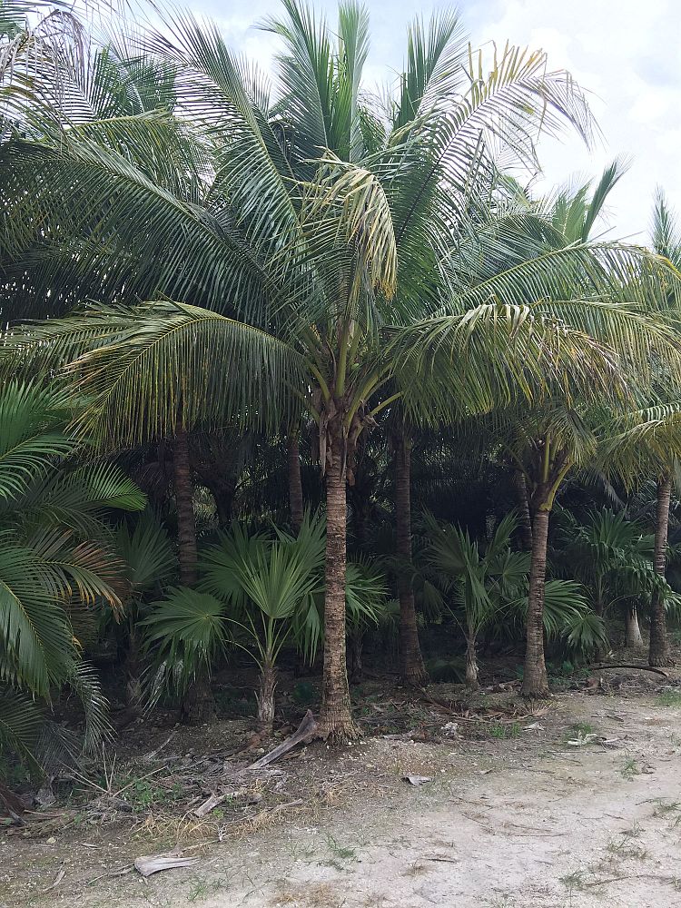 cocos-nucifera-maypan-coconut-palm