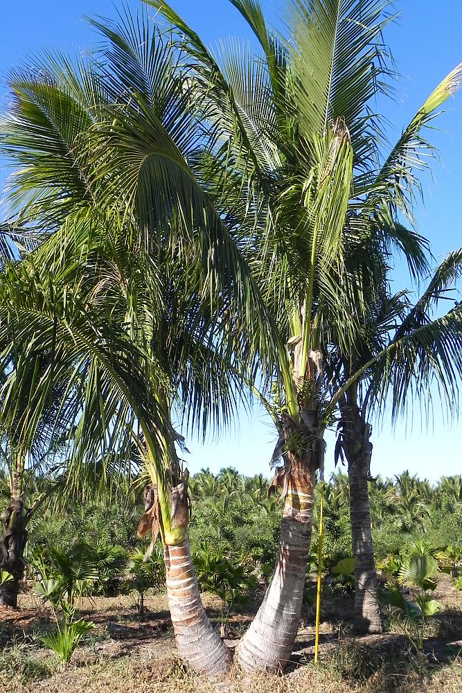 cocos-nucifera-maypan-coconut-palm