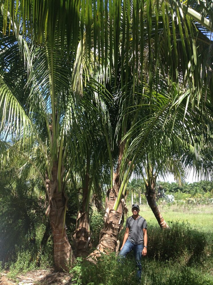 cocos-nucifera-maypan-coconut-palm