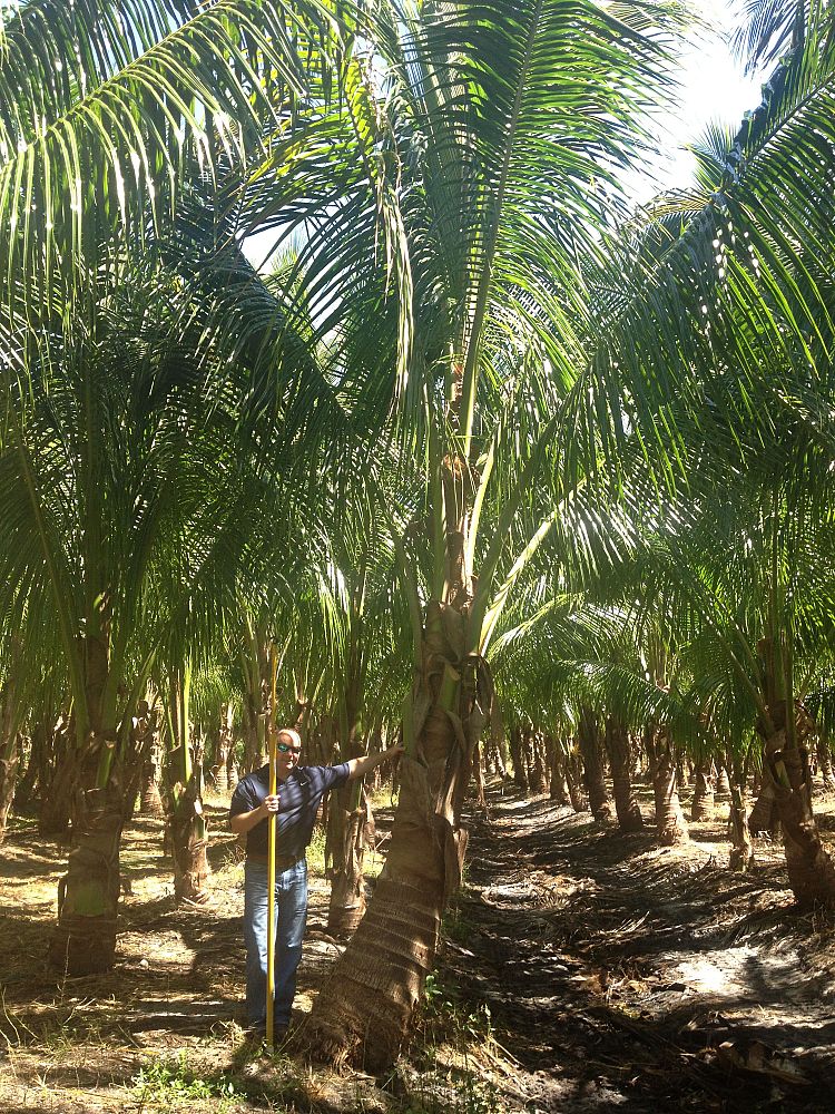 cocos-nucifera-maypan-coconut-palm