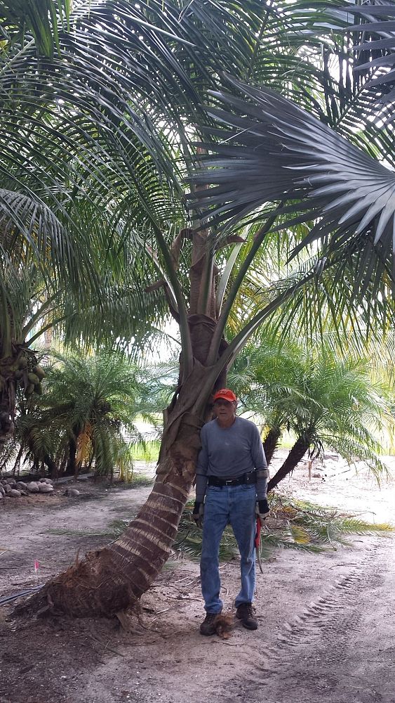 cocos-nucifera-maypan-coconut-palm