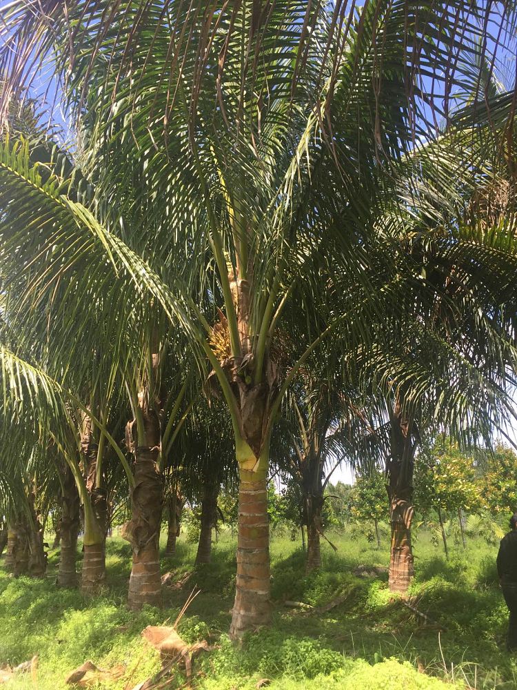 cocos-nucifera-maypan-coconut-palm