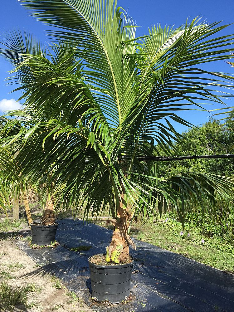 cocos-nucifera-maypan-coconut-palm