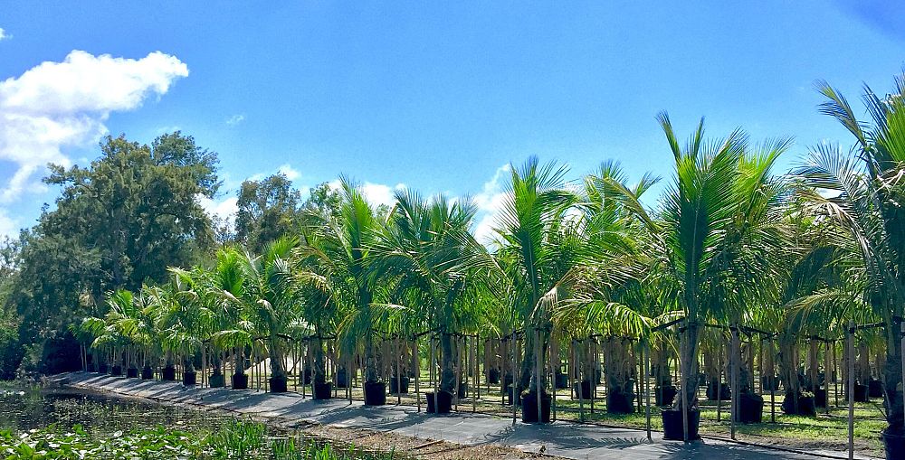 cocos-nucifera-maypan-coconut-palm