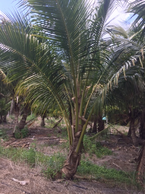 cocos-nucifera-maypan-coconut-palm