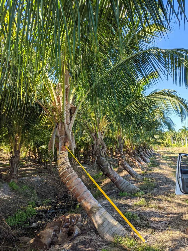 cocos-nucifera-maypan-coconut-palm