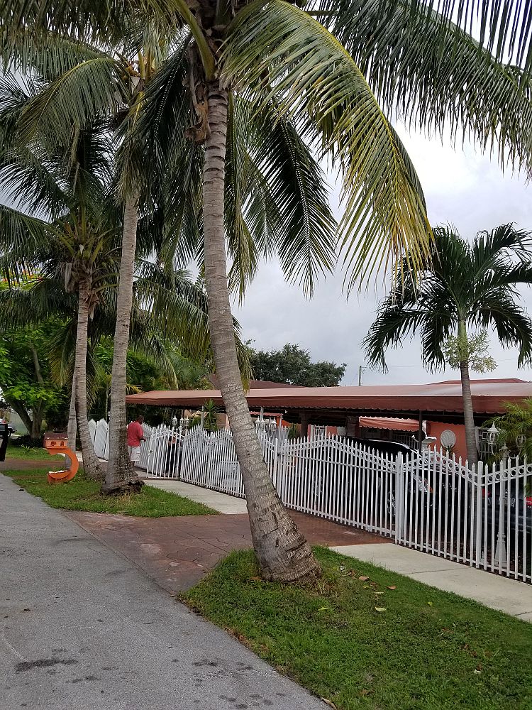 cocos-nucifera-maypan-coconut-palm