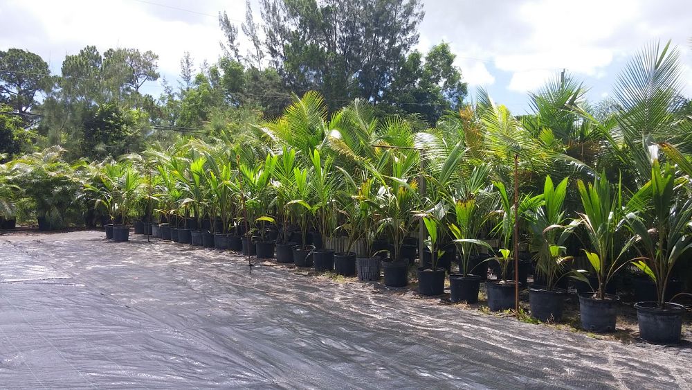 cocos-nucifera-maypan-coconut-palm