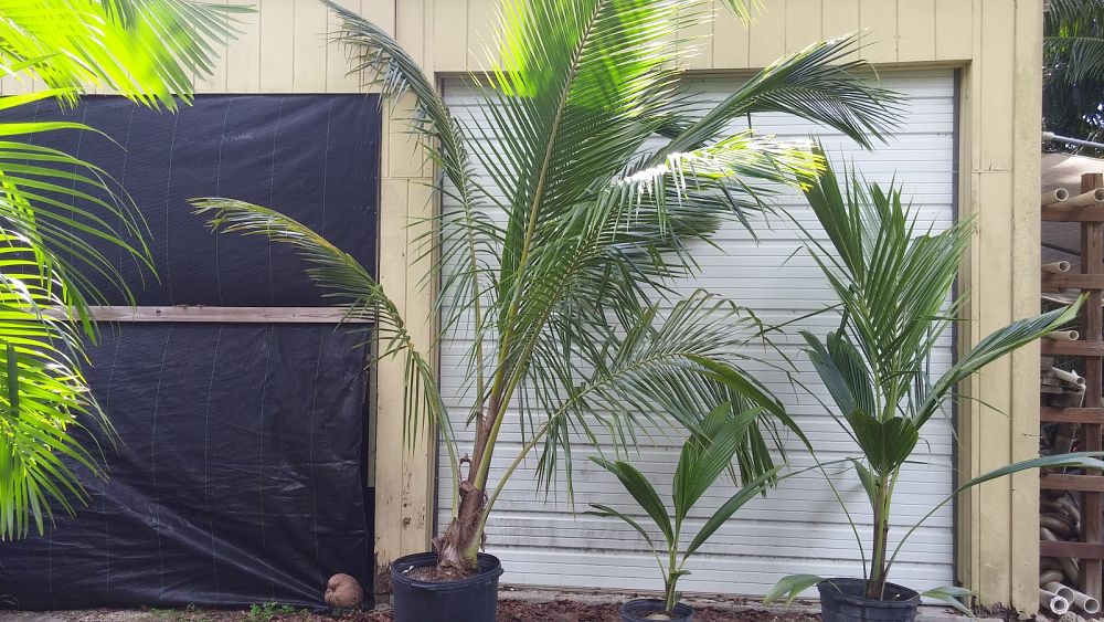 cocos-nucifera-maypan-coconut-palm