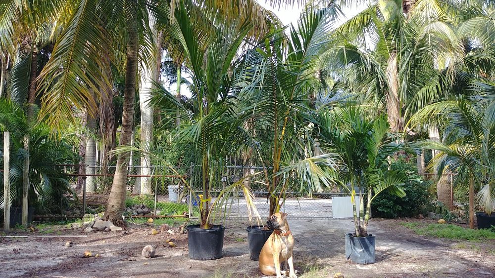 cocos-nucifera-maypan-coconut-palm