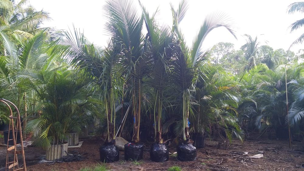 cocos-nucifera-maypan-coconut-palm
