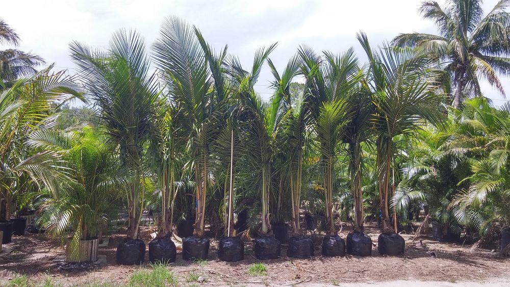 cocos-nucifera-maypan-coconut-palm