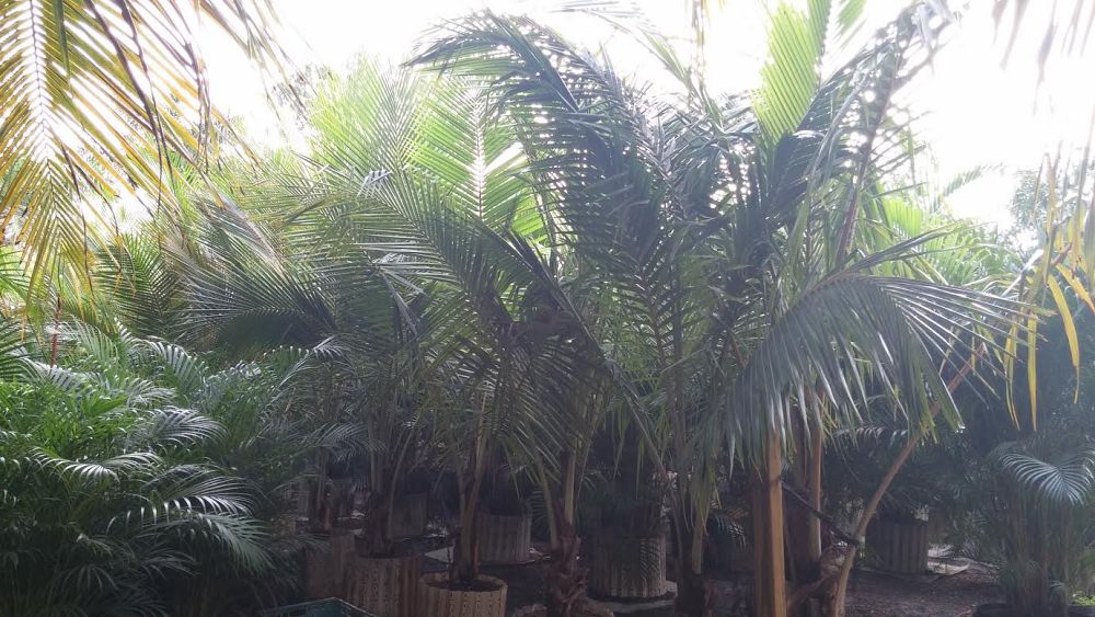 cocos-nucifera-maypan-coconut-palm