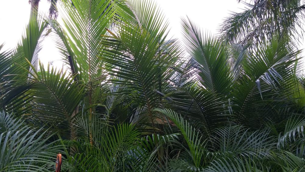 cocos-nucifera-maypan-coconut-palm