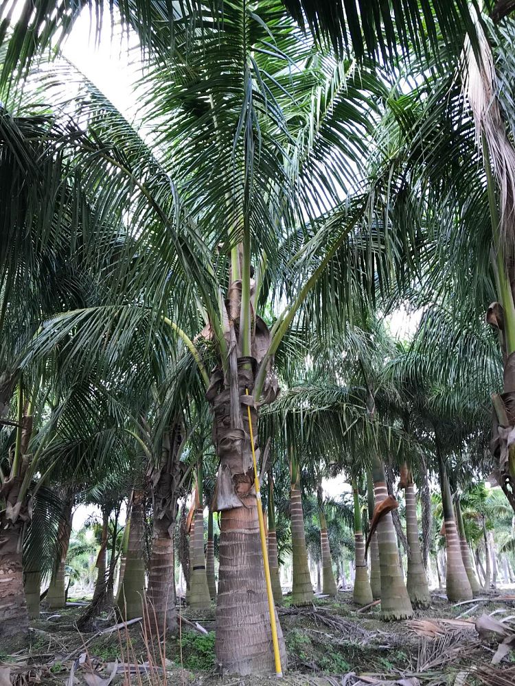 cocos-nucifera-maypan-coconut-palm