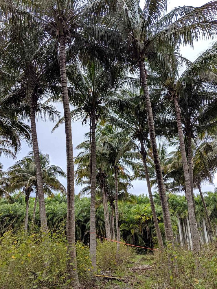 cocos-nucifera-maypan-coconut-palm