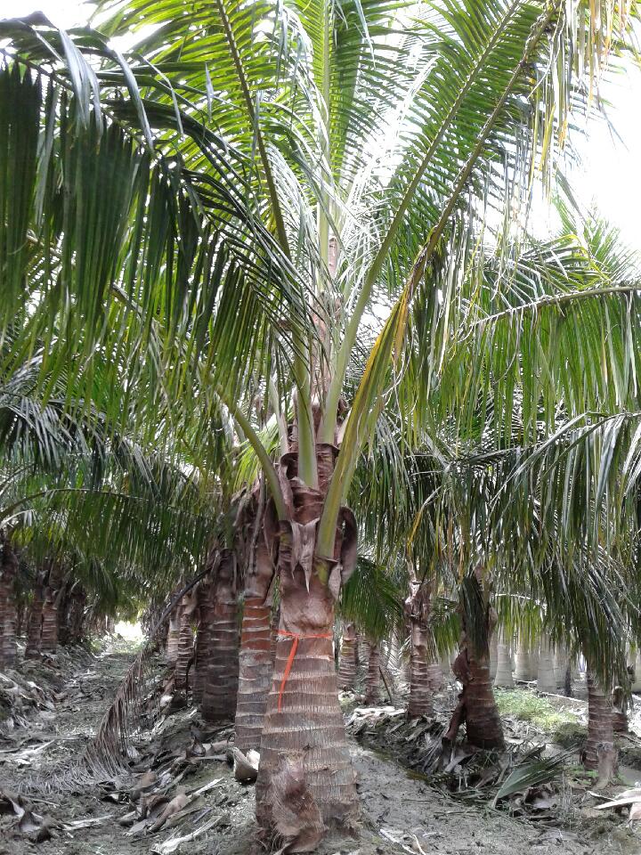cocos-nucifera-maypan-coconut-palm