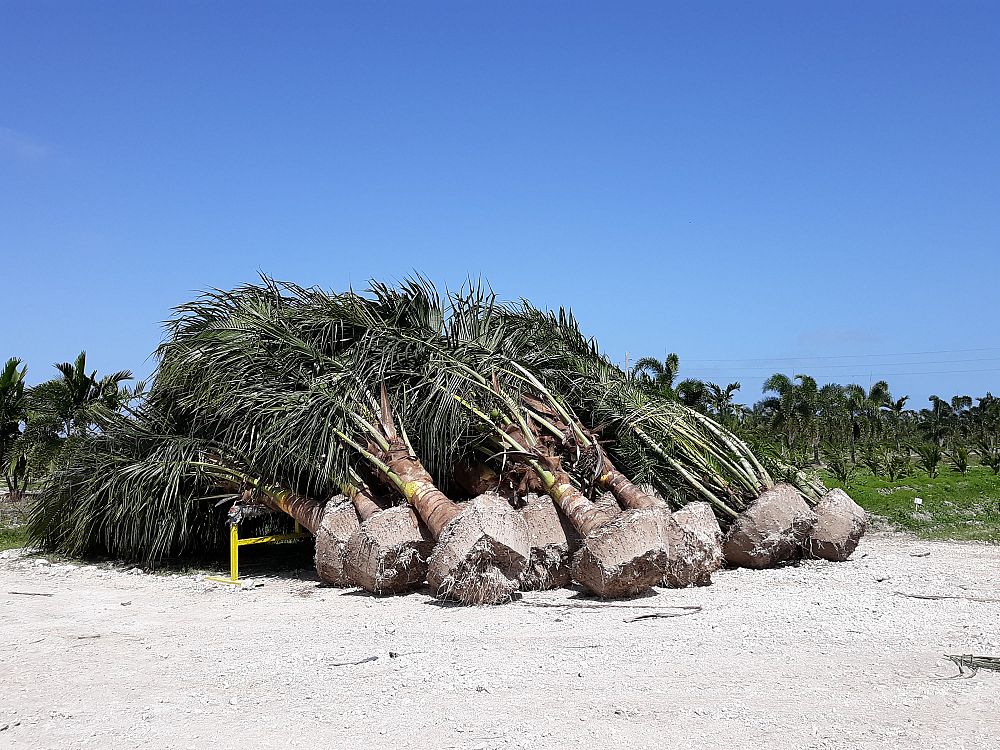 cocos-nucifera-maypan-coconut-palm