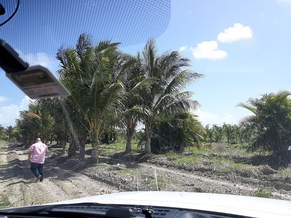 cocos-nucifera-maypan-coconut-palm