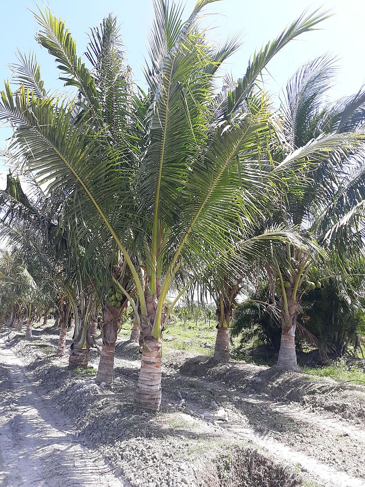 cocos-nucifera-maypan-coconut-palm