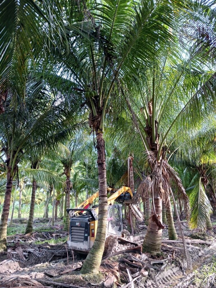 cocos-nucifera-maypan-coconut-palm