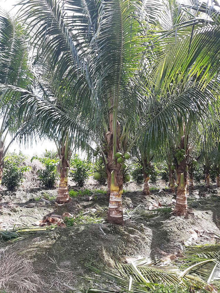 cocos-nucifera-maypan-coconut-palm