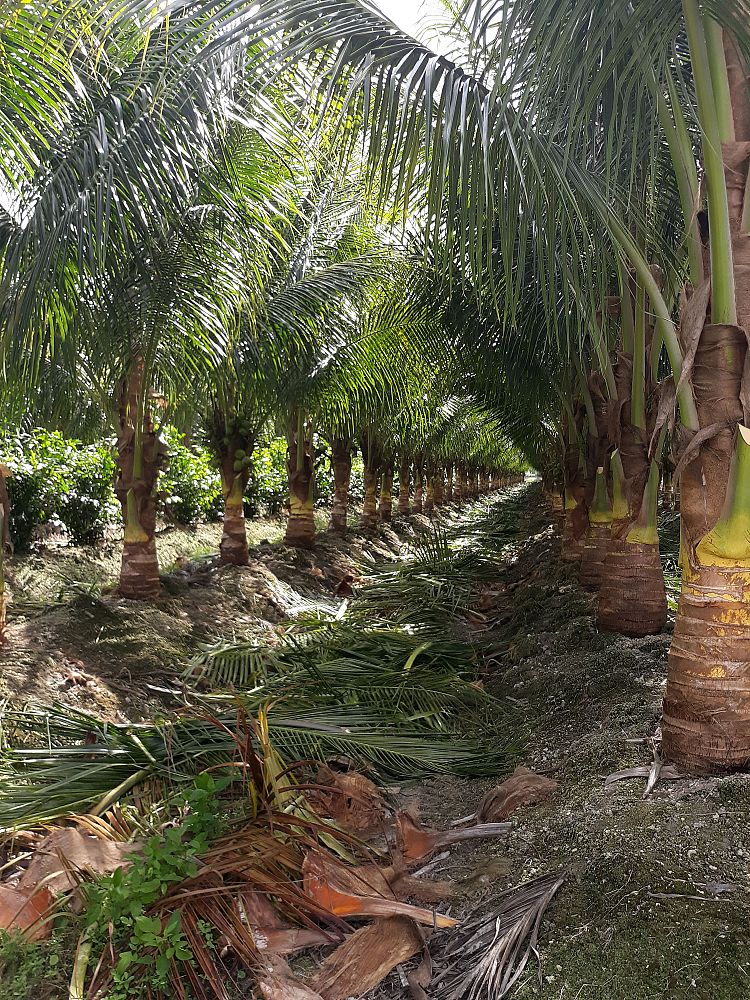 cocos-nucifera-maypan-coconut-palm