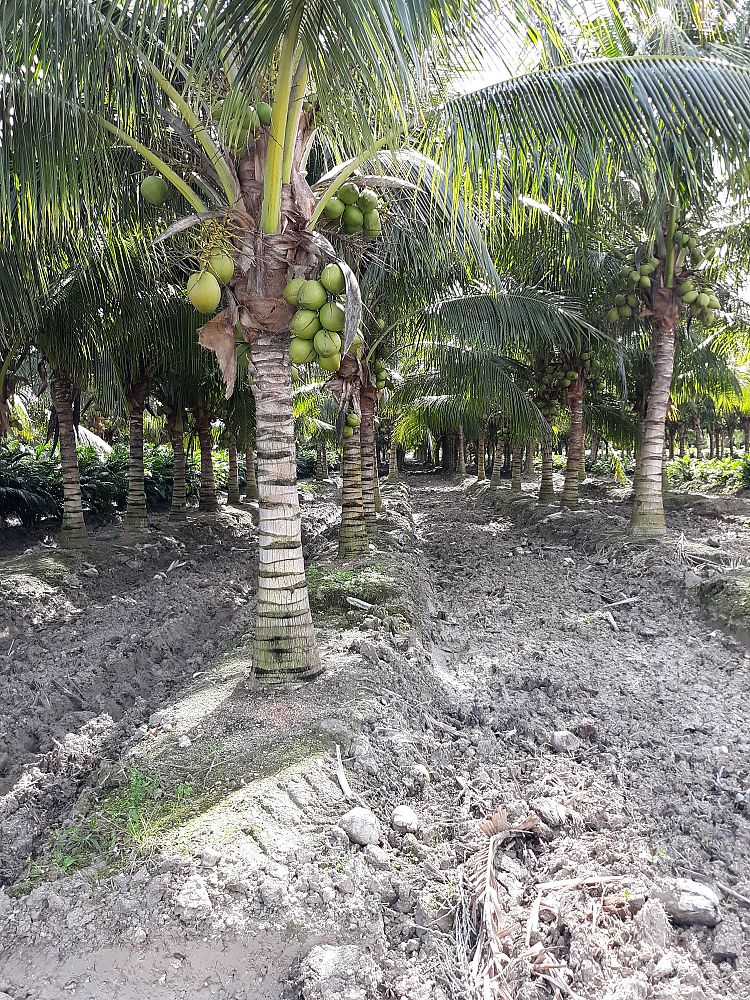 cocos-nucifera-maypan-coconut-palm