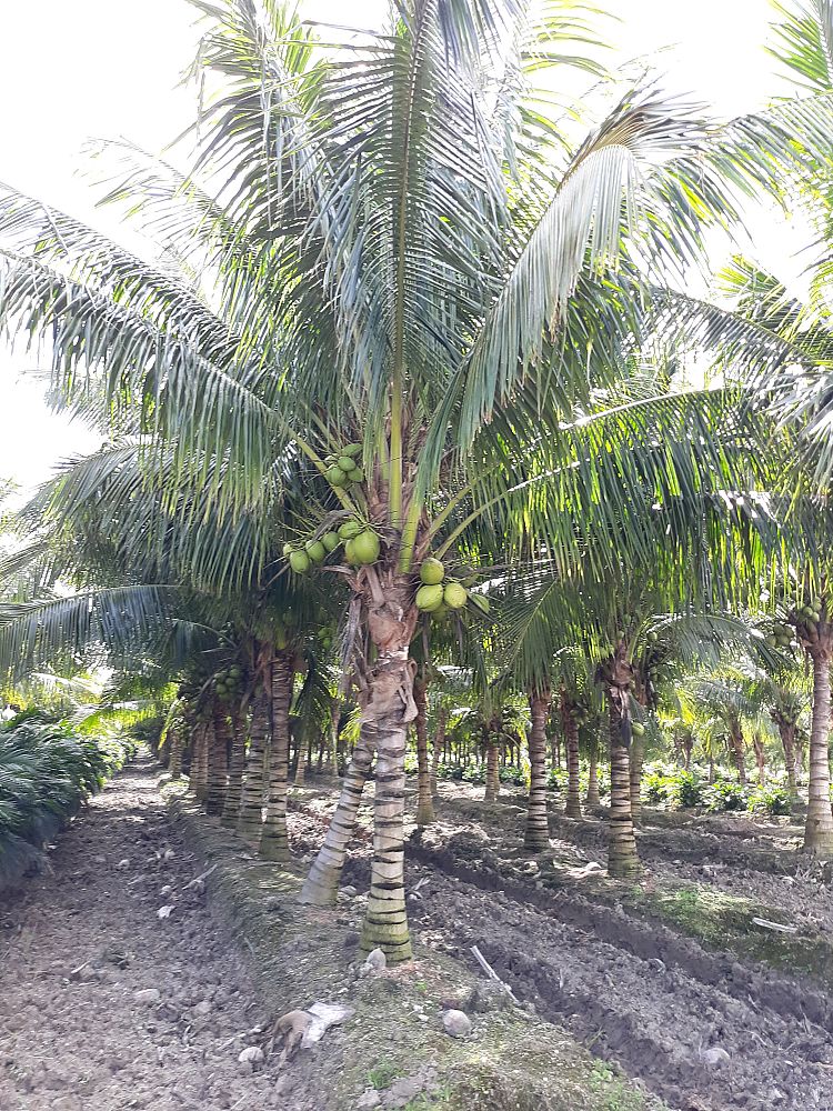 cocos-nucifera-maypan-coconut-palm