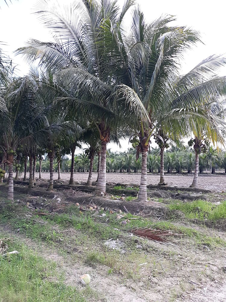 cocos-nucifera-maypan-coconut-palm