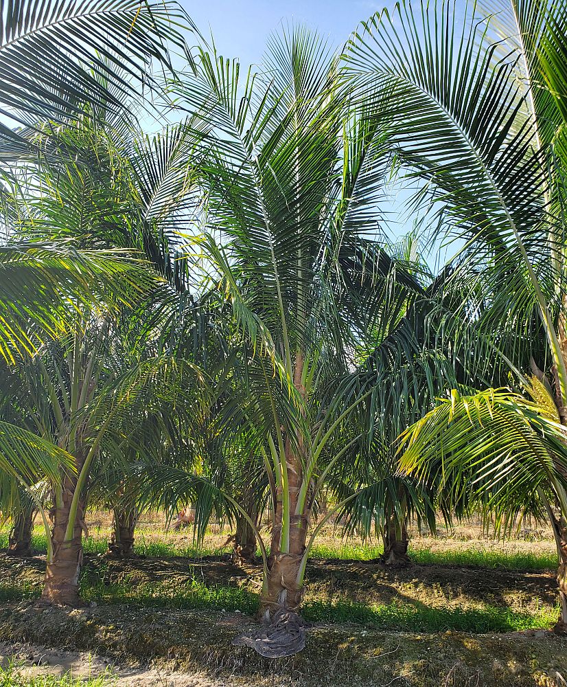 cocos-nucifera-maypan-coconut-palm