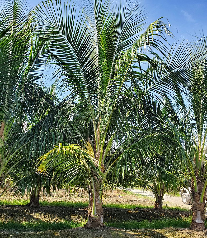 cocos-nucifera-maypan-coconut-palm
