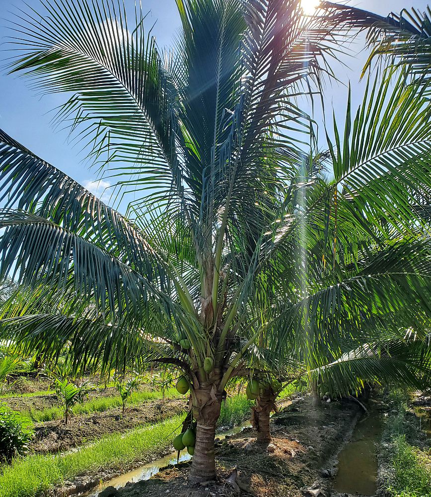 cocos-nucifera-maypan-coconut-palm