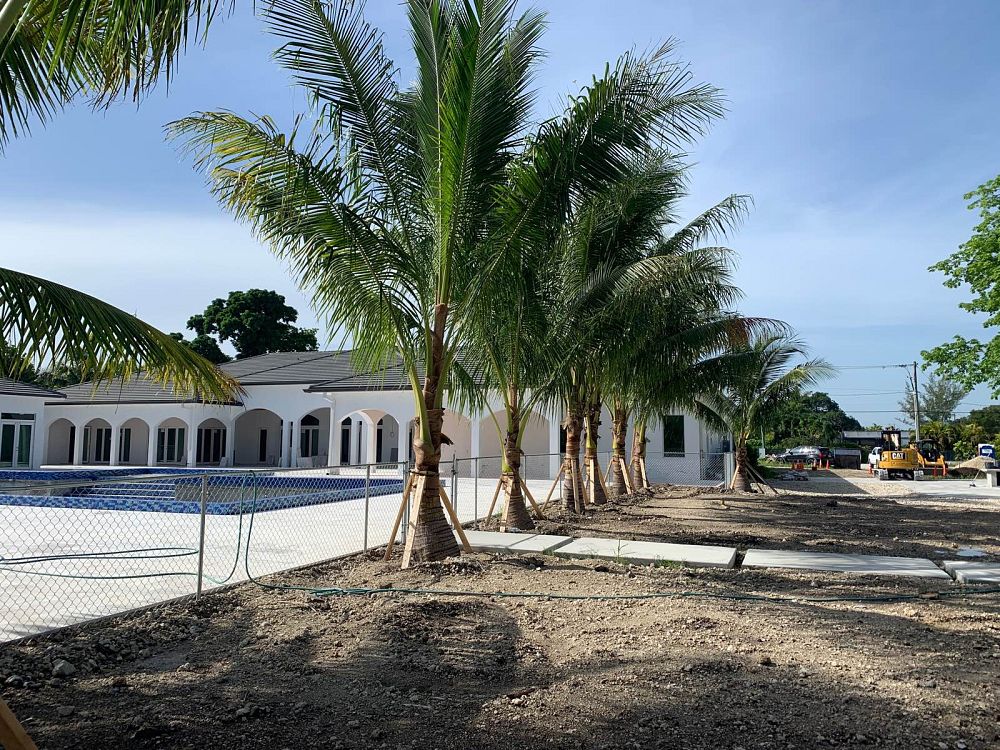 cocos-nucifera-maypan-coconut-palm