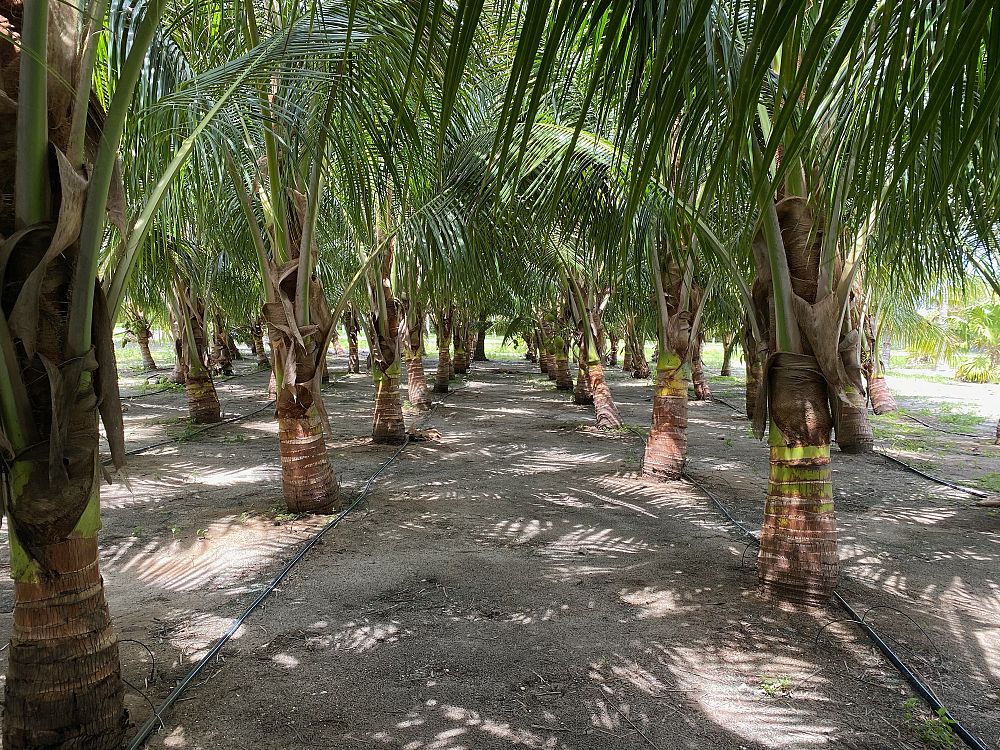 cocos-nucifera-maypan-coconut-palm