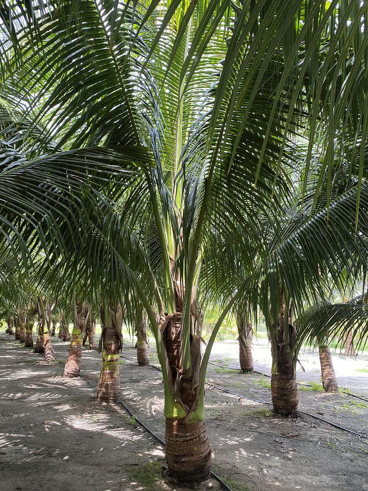 cocos-nucifera-maypan-coconut-palm