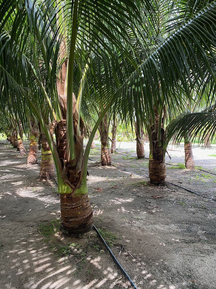 cocos-nucifera-maypan-coconut-palm