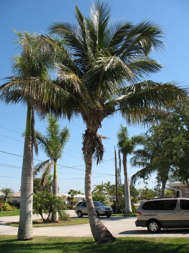 cocos-nucifera-maypan-coconut-palm