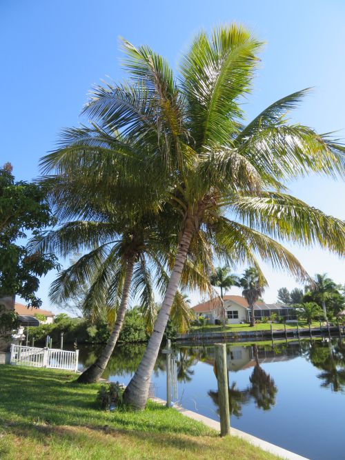 cocos-nucifera-maypan-coconut-palm