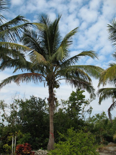 cocos-nucifera-maypan-coconut-palm