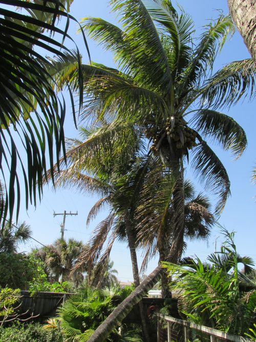 cocos-nucifera-maypan-coconut-palm