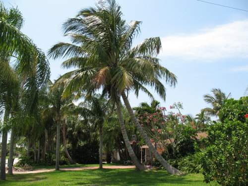 cocos-nucifera-maypan-coconut-palm