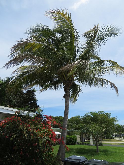 cocos-nucifera-maypan-coconut-palm