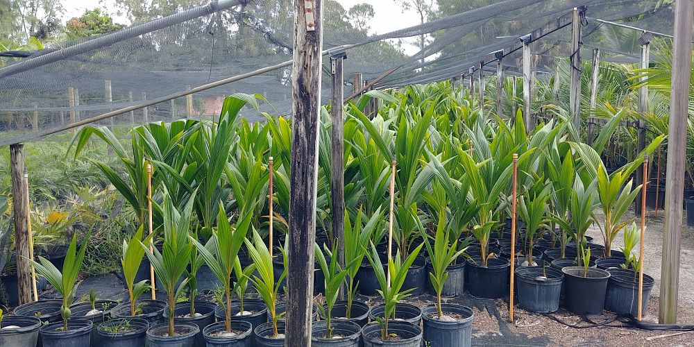 cocos-nucifera-maypan-coconut-palm