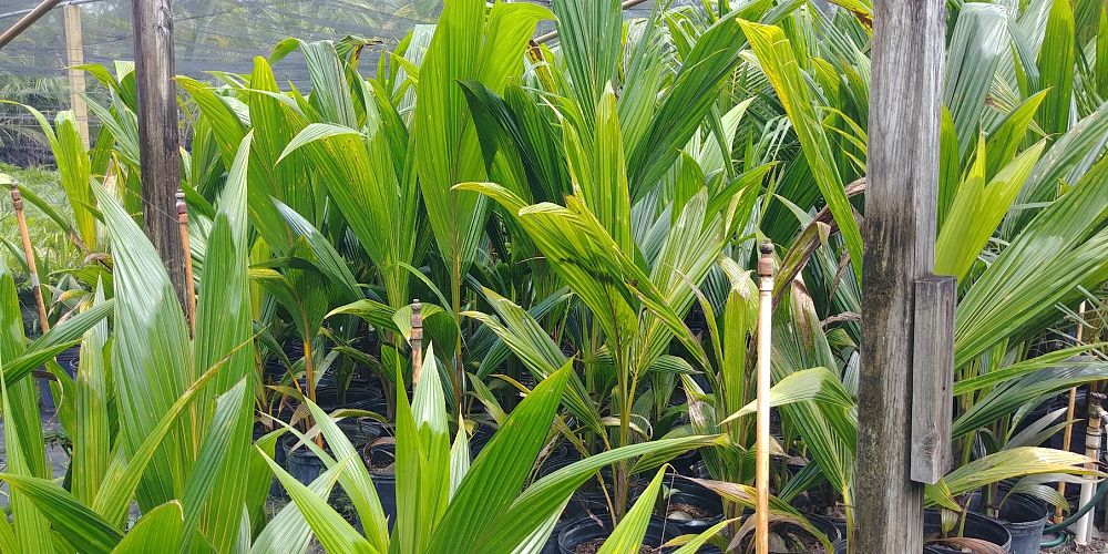 cocos-nucifera-maypan-coconut-palm