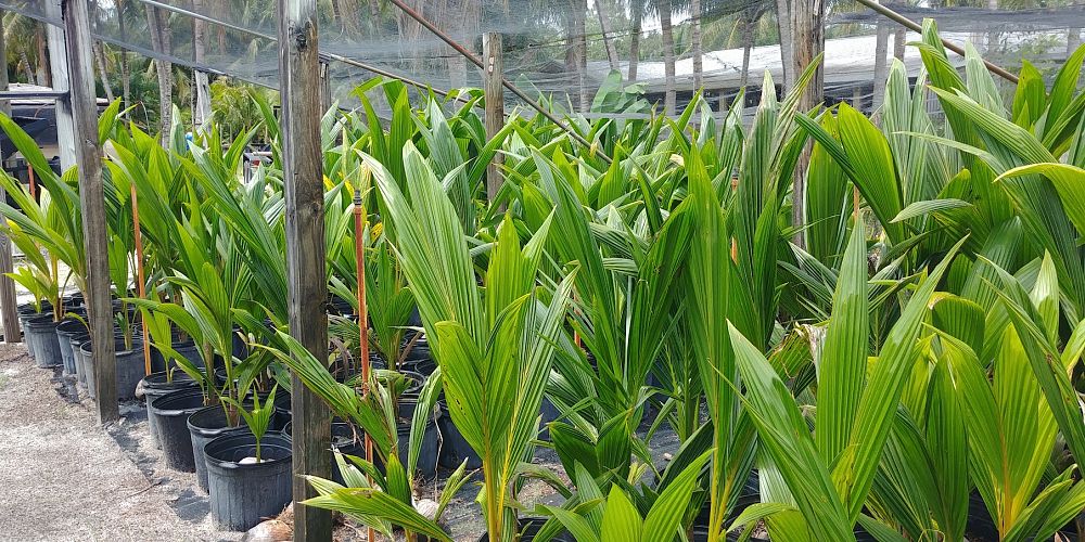 cocos-nucifera-maypan-coconut-palm