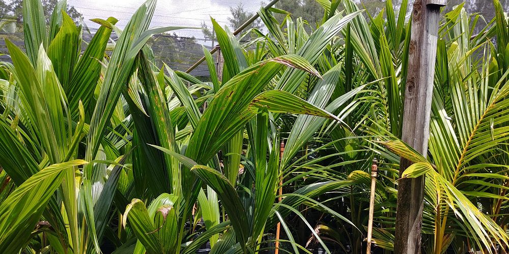 cocos-nucifera-maypan-coconut-palm