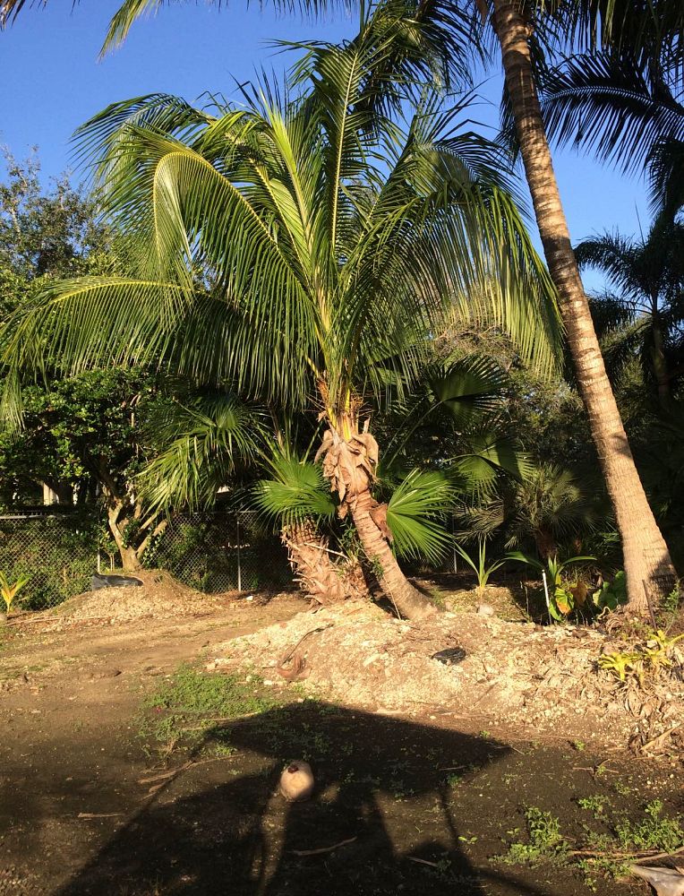 cocos-nucifera-maypan-coconut-palm