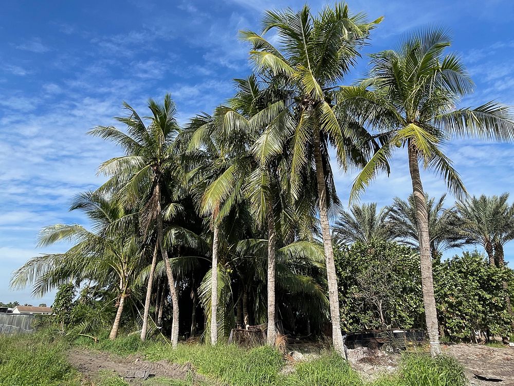 cocos-nucifera-maypan-coconut-palm
